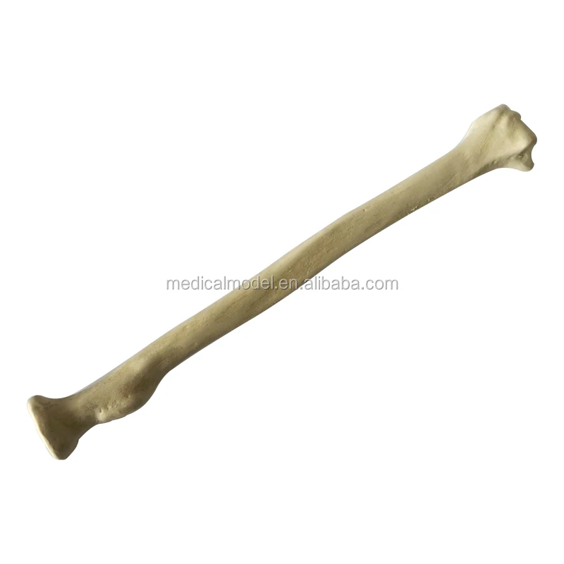 Orthopaedic bones Model For Cut,Drilled, Tapped Or Gouged