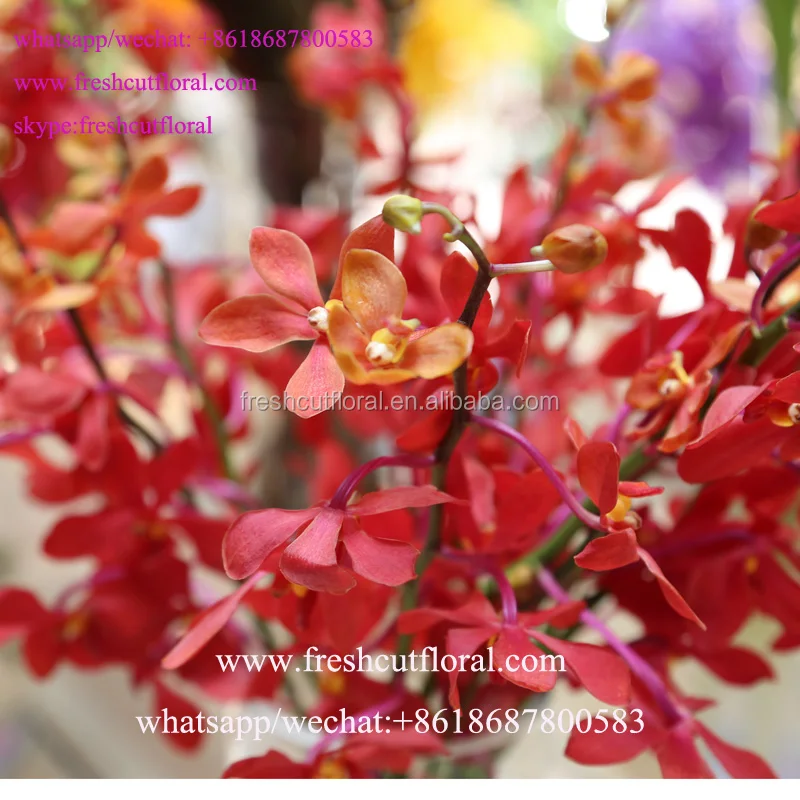 Вы можете купить оптом цветок орхидеи и красивые розы для свадебного букета