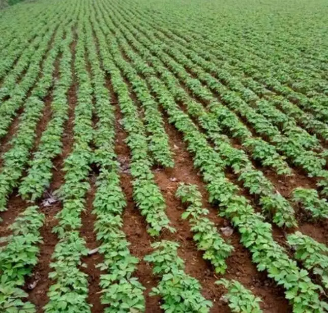 Декоративные растения, смешанные цвета, семена пиона для посева