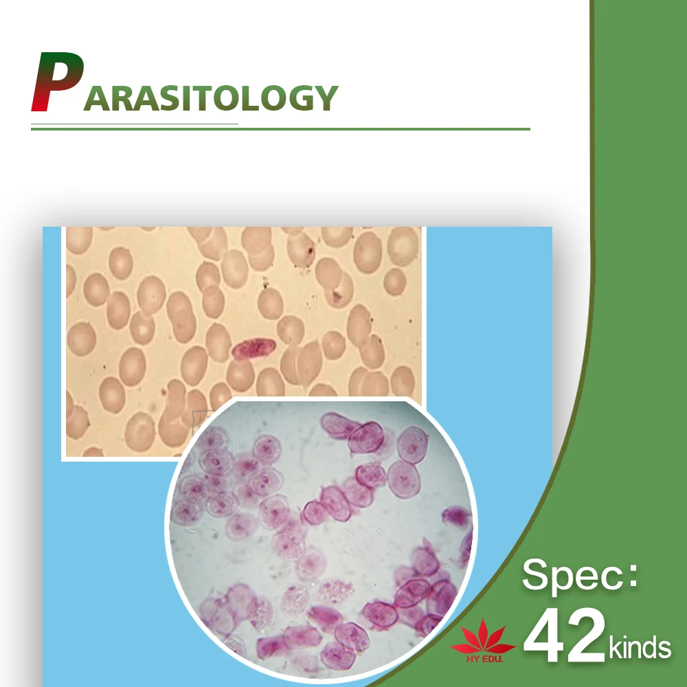 Fixed set University students study 78pieces medical parasite prepared microscope slides