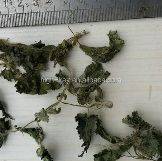
2153 qian ma zi Xinjiang origin Urtica cannabina seeds 