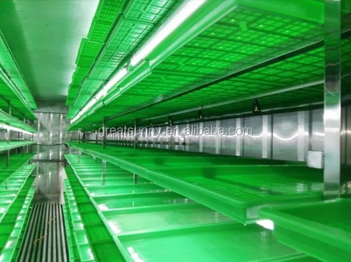 Automatic green fodder making machine / hydroponic barley grass fodder growing system for cattle,goats,sheep,rabbits,livestock