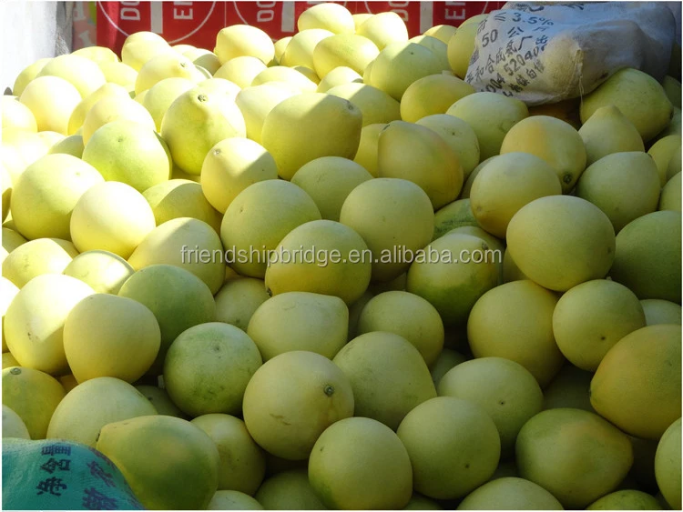 
pomelo tree seedling 