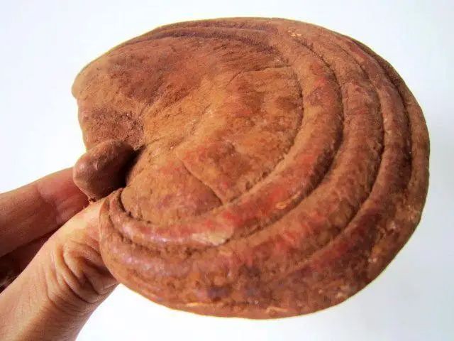 Factory 100% Pure Organic 10% 20% 30% 40% 50% Polysaccharide Ganoderma Lucidum Reishi Mushroom Extract mushroom powder