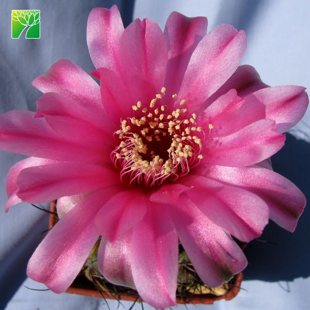 Spring bloom season decoration cactus live plant spiny pincushion cactus Mammillaria spinosissima