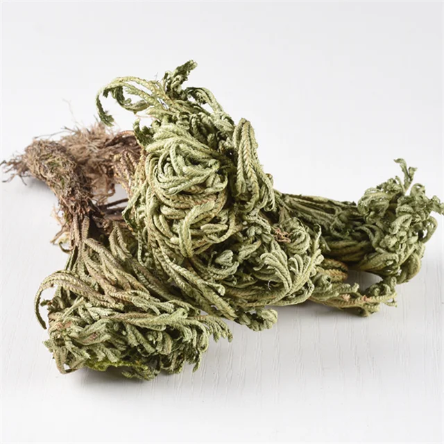 
Juan bai Activating blood to promote menstruation herb medicine dried selaginella spikemosses/whorlleaf stonecrop 