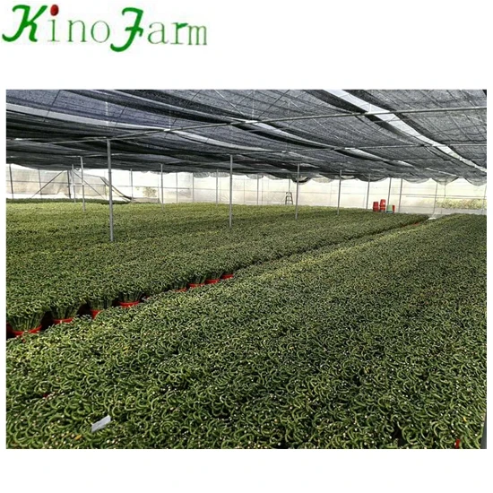 
ornamental indoor lucky bamboo plant nursery 