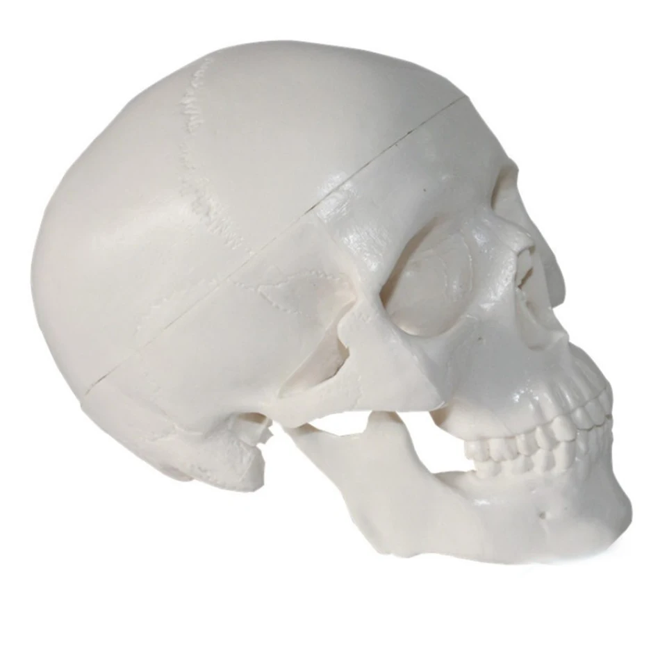 Hot Sale PVC Miniature Anatomical Skull Model for Medical Training for Nurse Education and Medical Science Teaching in Schools