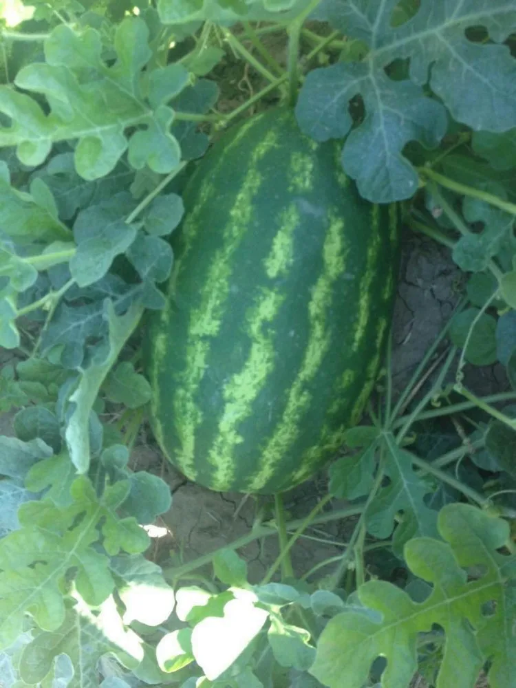 
RF Tough rind oval shape hybrid f1 watermelon seeds 
