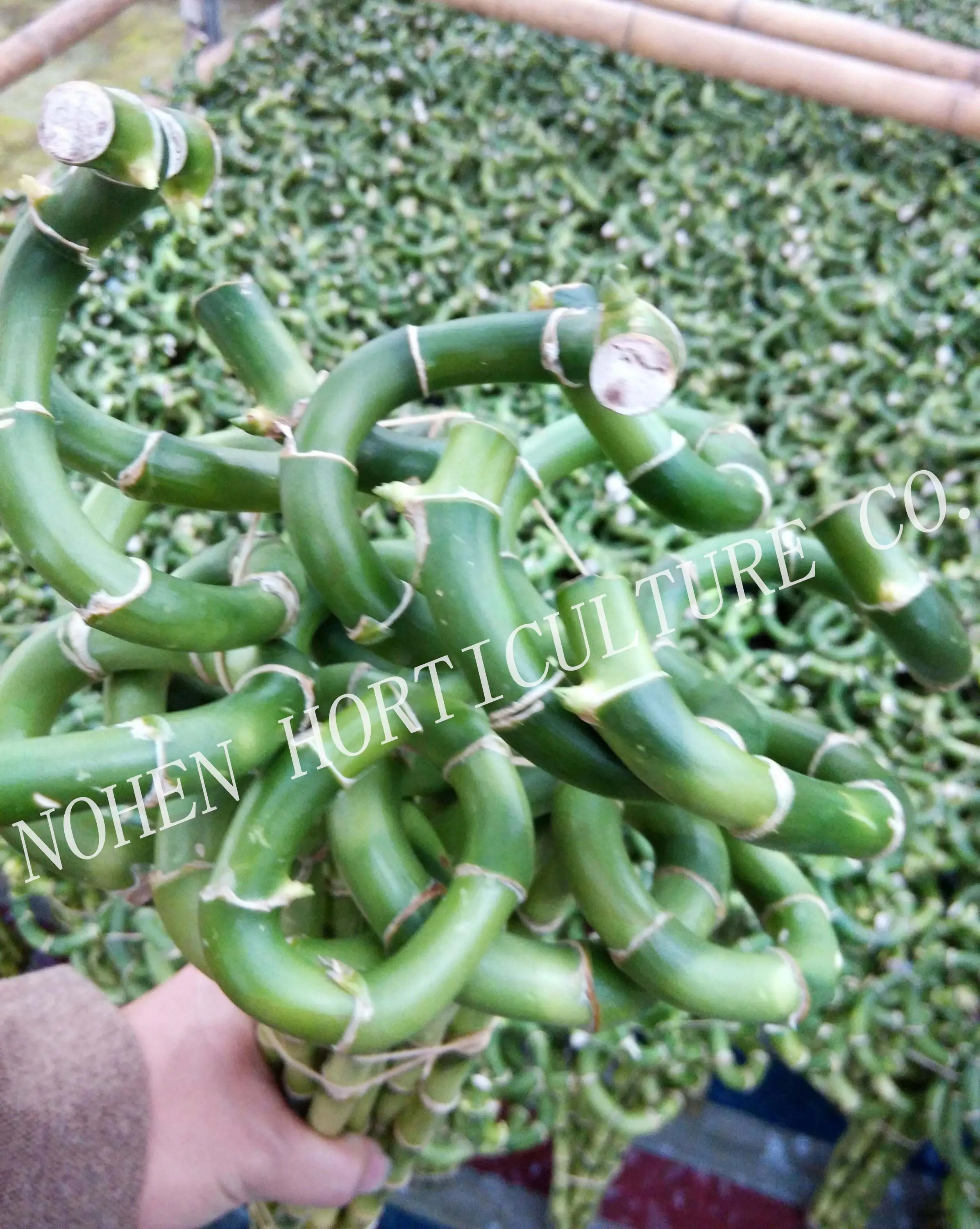 
Spiral Lucky Bamboo, Dracaena Sanderiana 