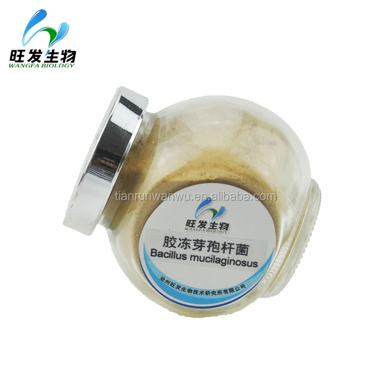 
Bacillus mucilaginosus 