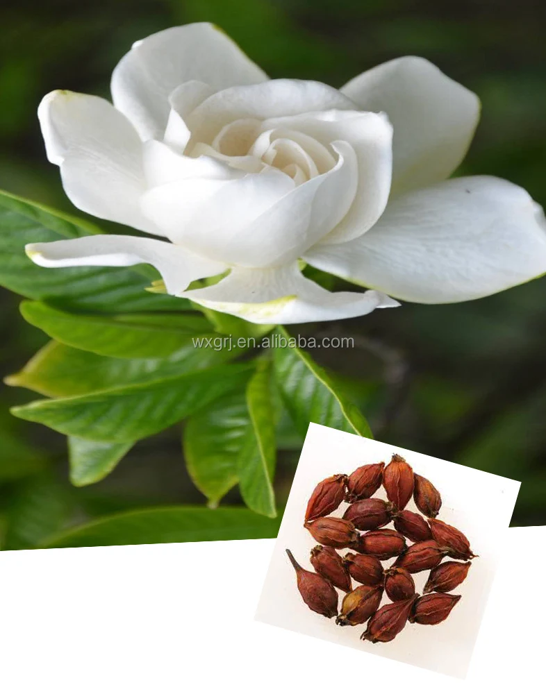 Gardenia Jasminoides Ellis Extract/Cape Jasmine Fruit Extract 10:1 20:1 Gardenoside 98%