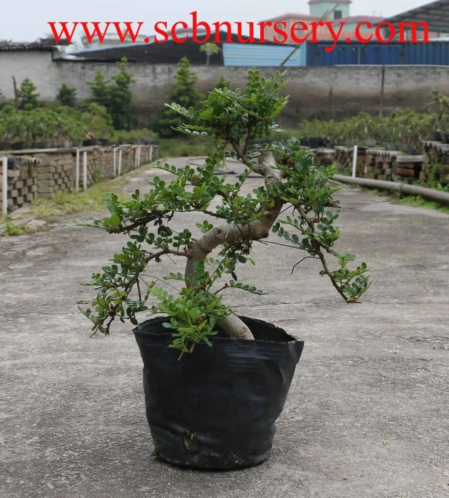
Chinese elm indoor plant 