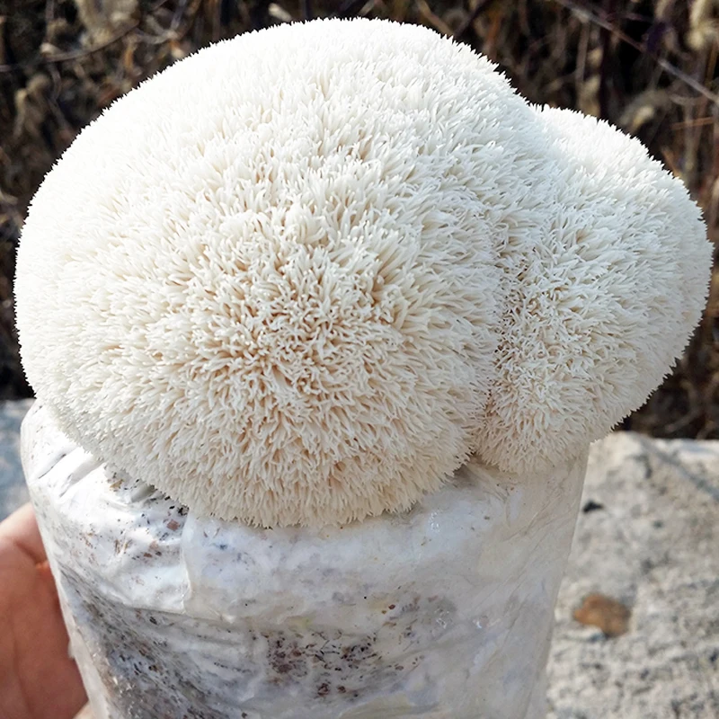 USDA органический/30% бета-D-глюкан добавка/экстракт воды Львиная Грива порошок