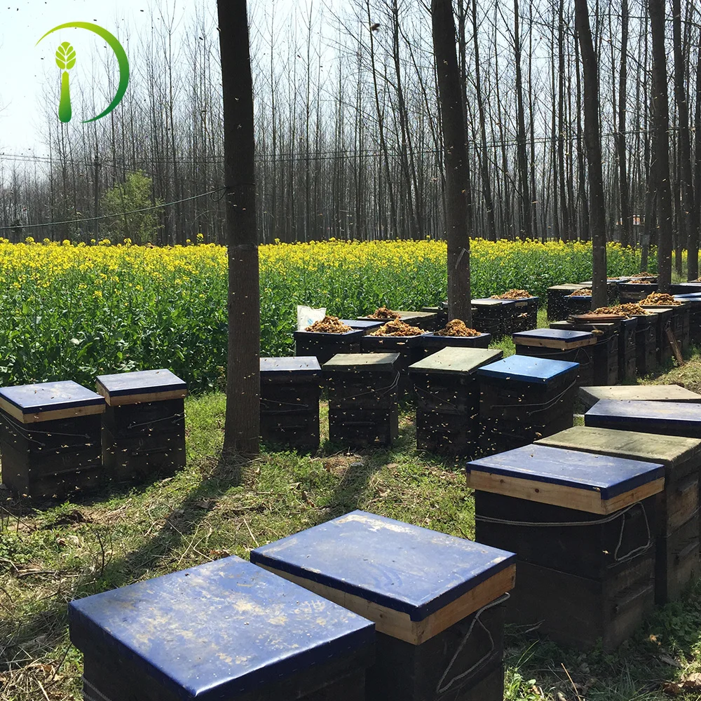 Fresh High Quality Pure Natural Good Bee Honey