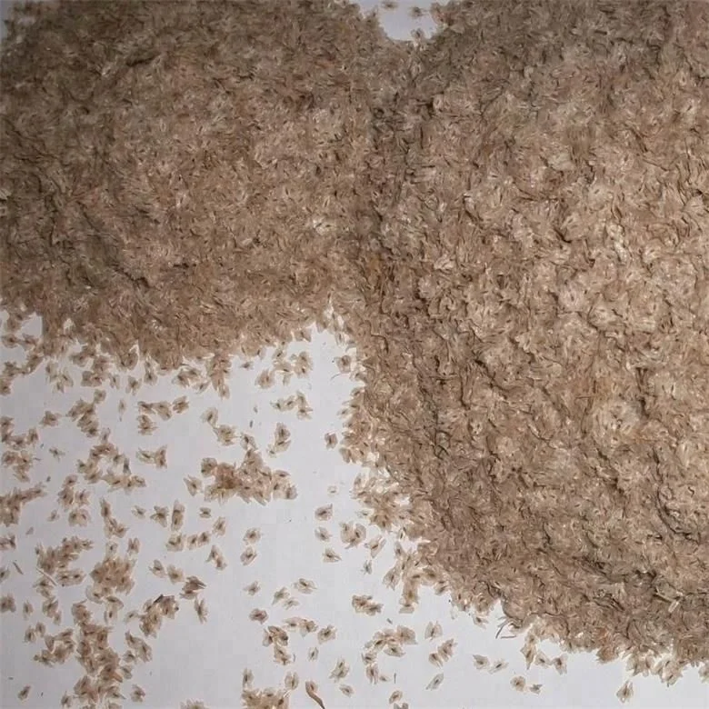 China pao tong tree fast grow paulownia hybrid 9501 for planting