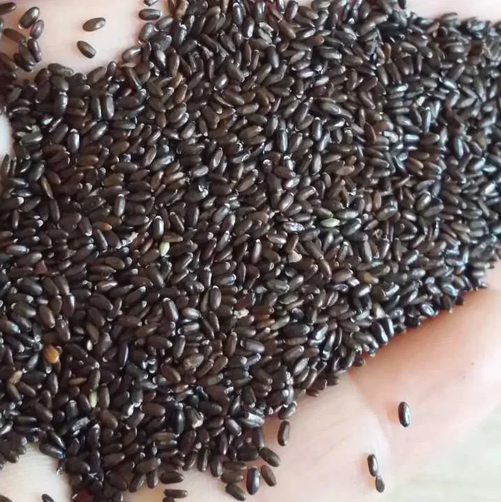 
S421 Xun yi cao High Germination Lavandula Angustifolia Seeds for Planting 