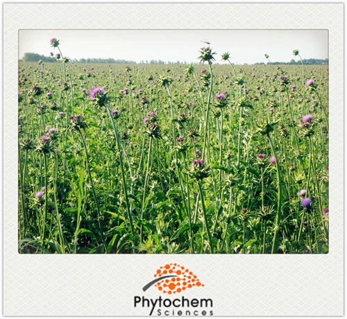 
Protect liver pure Milk Thistle Extract 70% silymarin by UV-VIS, acetone extraction 