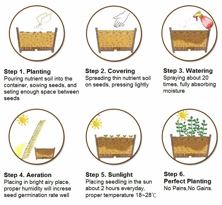 
Suntoday Chinese Asian vegetable green cabbage pakchoy seeds 1kg/bag 