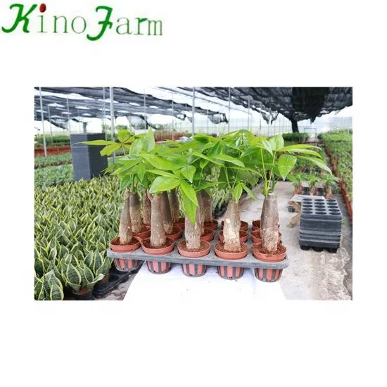 Wholesale Mini Indoor Plants Money Tree