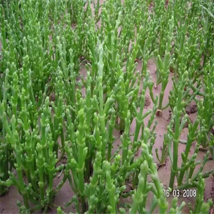 
Salicornia Europaea Seeds for Growing 