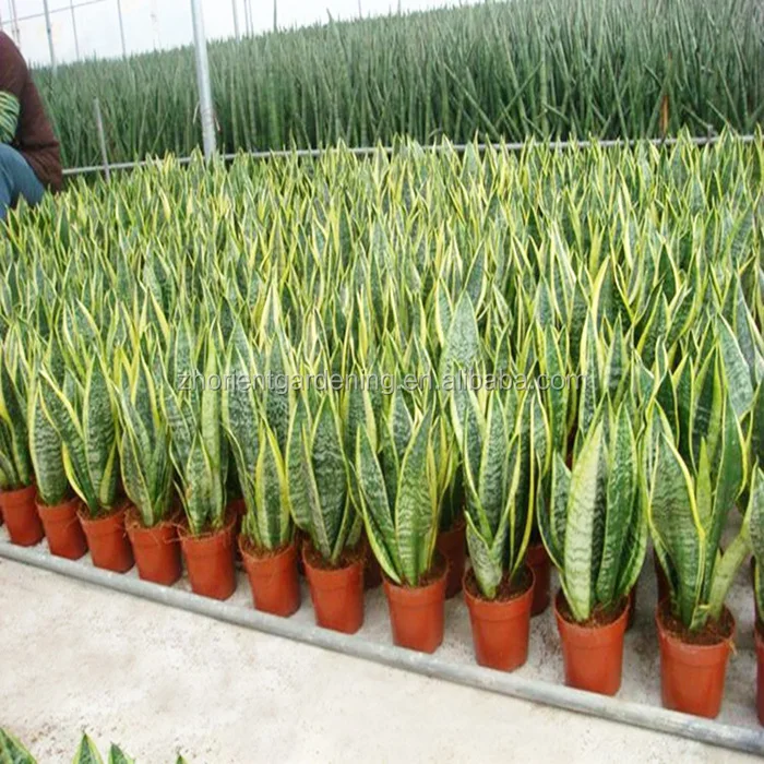 Natural bonsai indoor plant sansevieria