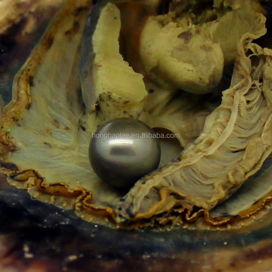 Real 5A Akoya oyster with pearl freshwater cultured round pearl beads, 1 complimentary gift (7-8 mm)