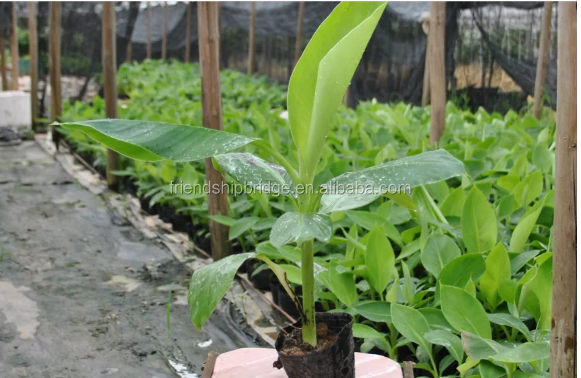 
banana trees seedling 