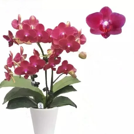 Fresh orchid