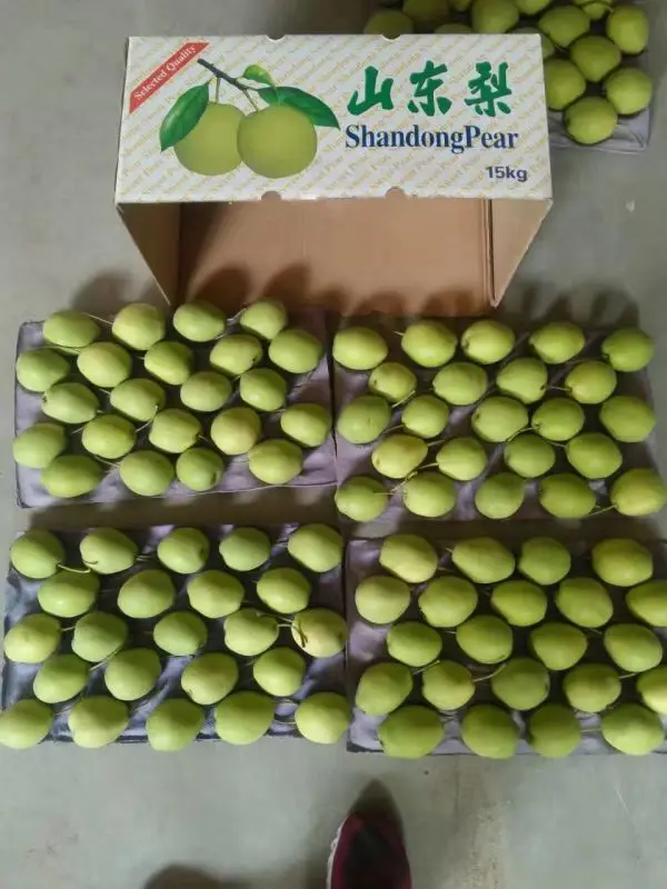 
fresh pear fruit ya pear on sale shandong pear price 
