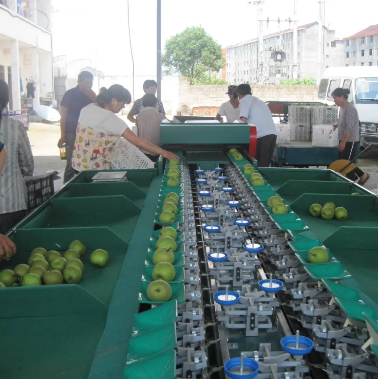 Автоматическое авокадо/apple/груша/абрикос обработки классификации/сортируя