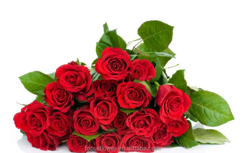 Лидер продаж, экспортеры цветов из Кении для празднования