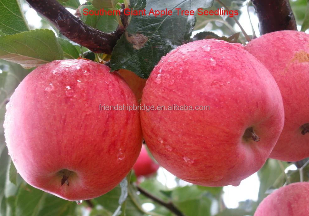 Южно-китайский анти-сезон, саженцы яблони, фрукты