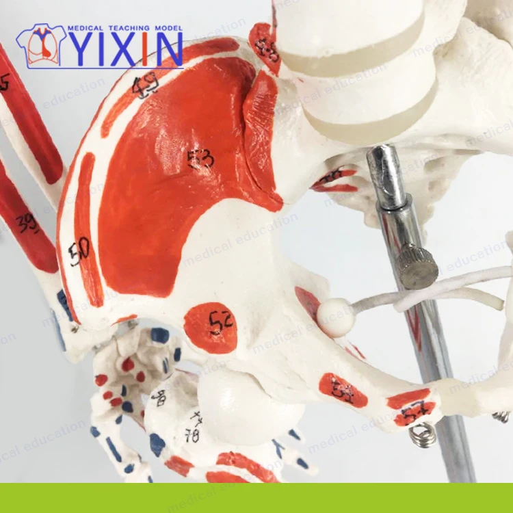 Muscle Anatomy with Movable Skeleton Standard Vertebral Skeleton Bone-setting Acupuncture 85 cm Human Skeletal Model Writing Col