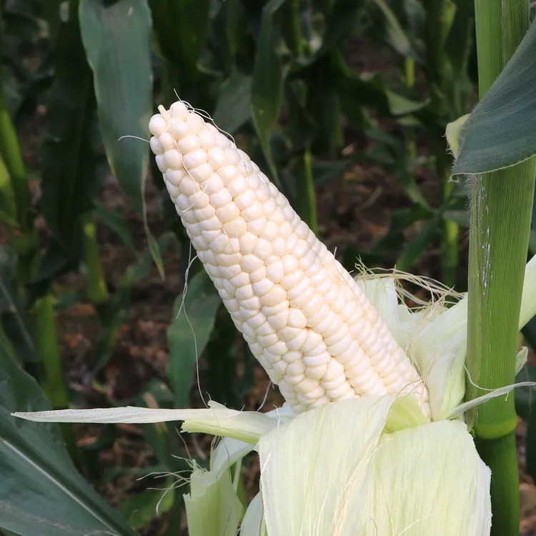 High Yield Chinese Hybrid Bulk Incredible Sweet Corn Seed For Cultivation