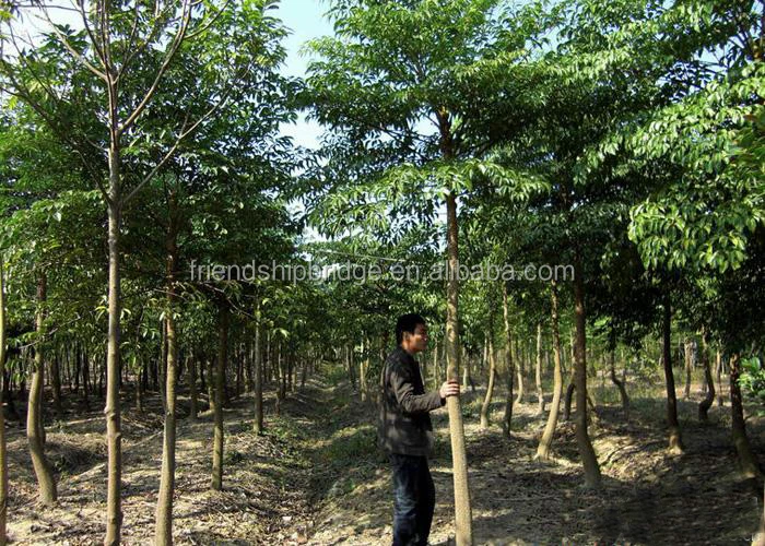 
The Landscape tree Heteropanax fragrans seedling 