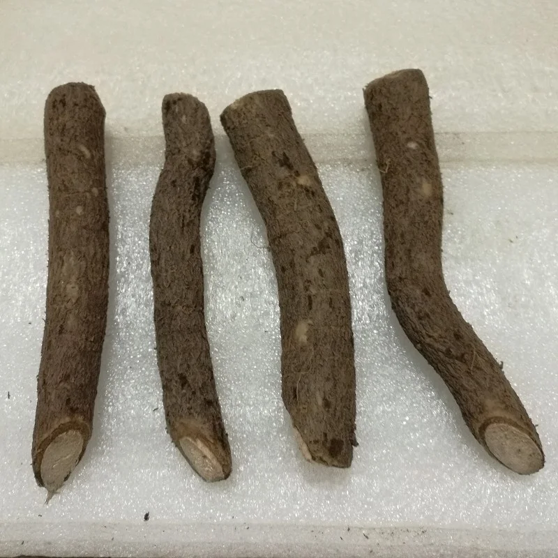 
Текущий год 99% Выживание холодностойкий Гибридный корень paulownia FTE для роста 