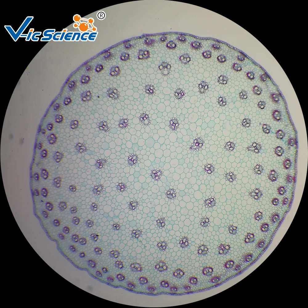 Microslide Zea mays, Stem, t.s. Botany microscope prepared slides