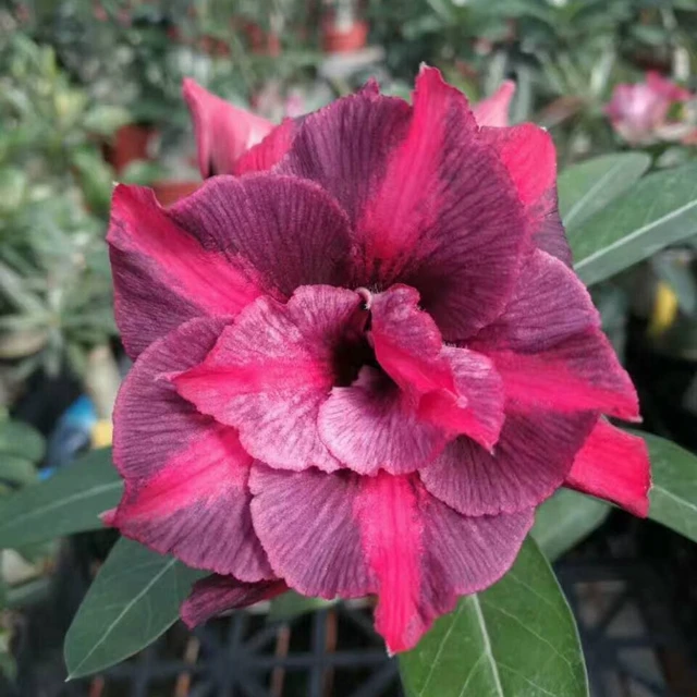 
Тайваньская пустынная Роза высокого качества 