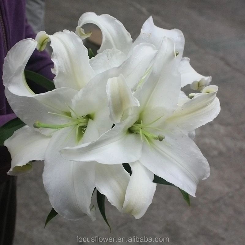 World Class Oriental Siberia Lilies For Sale Yunnan China