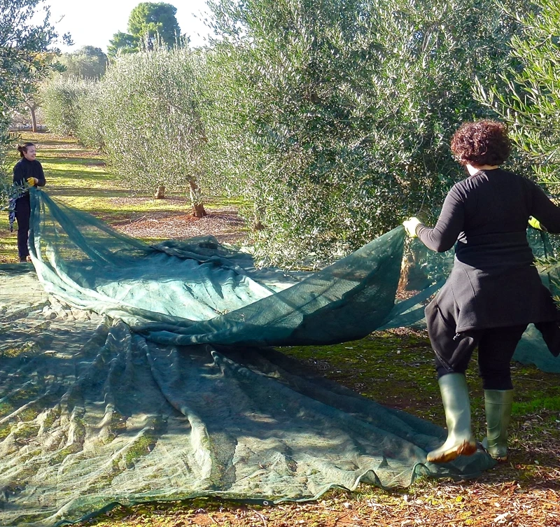 Virgin HDPE olive net supplier from China