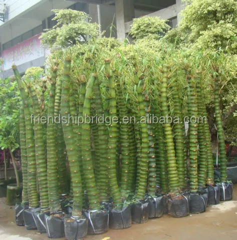 
 Bambusa ventricosa Макклюр babusa обыкновенная Будды-живот бамбук  