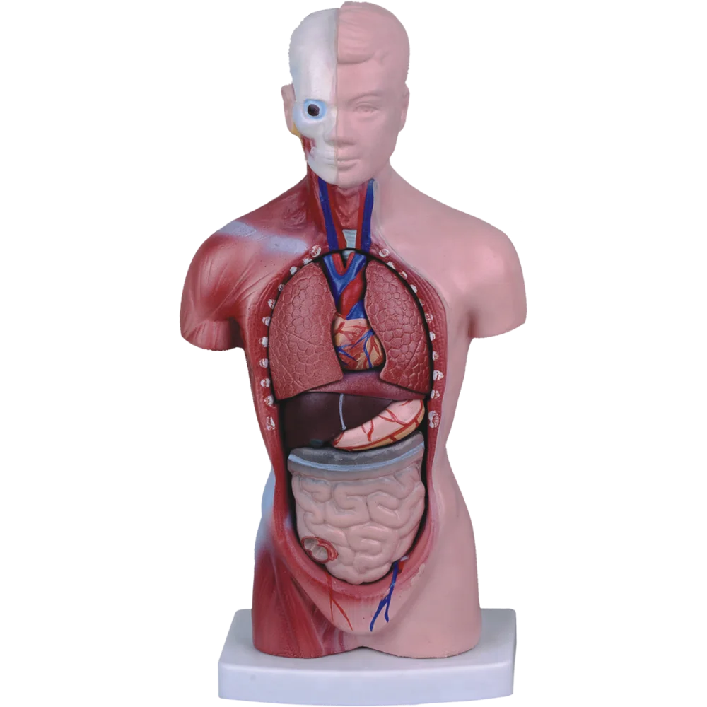 26cm High Human Torso Unisex