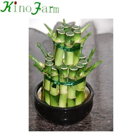 
zhangzhou Kinofarm tower lucky bamboo 
