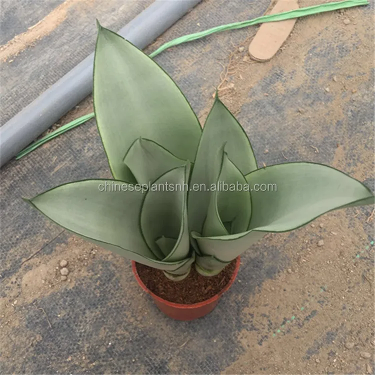
 Лунный блеск, белый нефрит, Sansevieria Trifasciata,Sansevieria Surpeba, Sansevieria Лаури  
