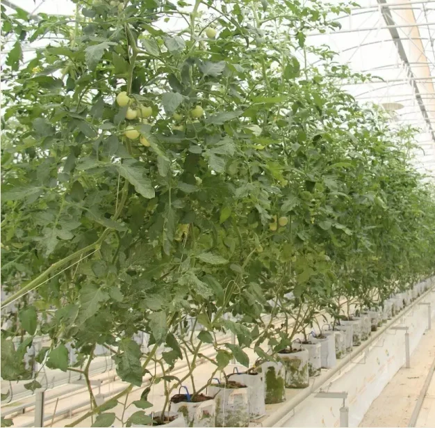 Tomato nursery planting equipment