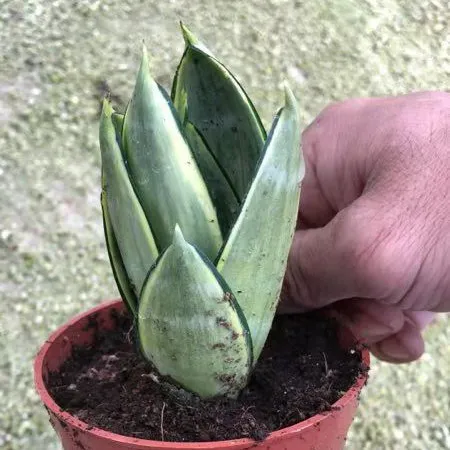 Серебряный чехол Sansevieria Hahnii