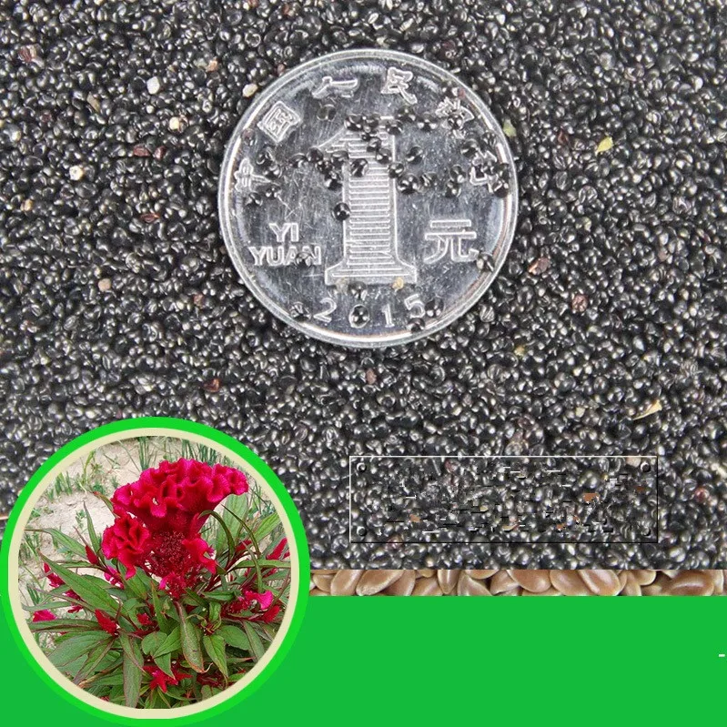 
S404 Ji guan hua Supply with Best Price Celosia Cristata Seeds 