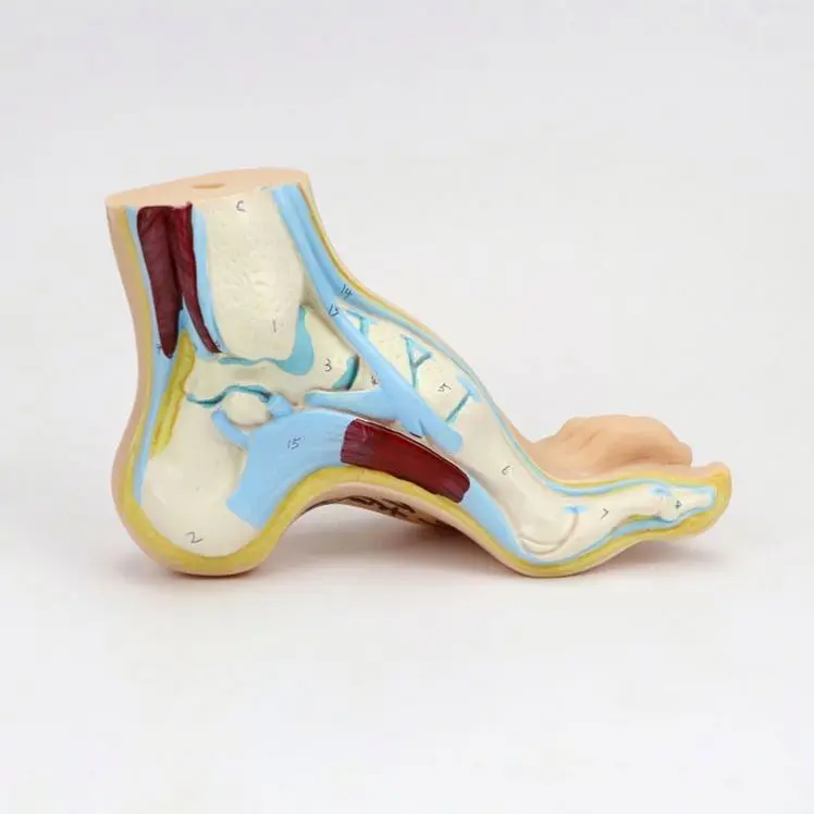 Медицинская модель для здоровой стопы/анатомическая модель человеческой стопы (плоскостопия, клоупа)