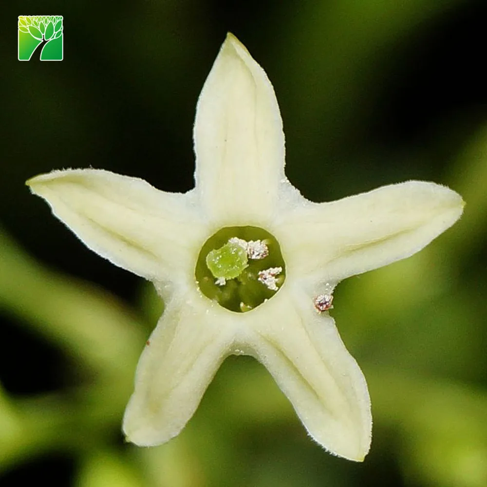 
Wholesale 2.4-3 spacing night-blooming jasmine shrub tree Cestrum nocturnum 